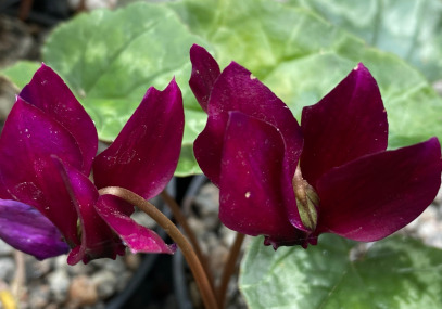 Cyclamen hederifolium 'Red Sky' (deliver Sept to October)